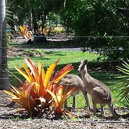 Bluegrass Bnb Panzió Bundaberg Kültér fotó