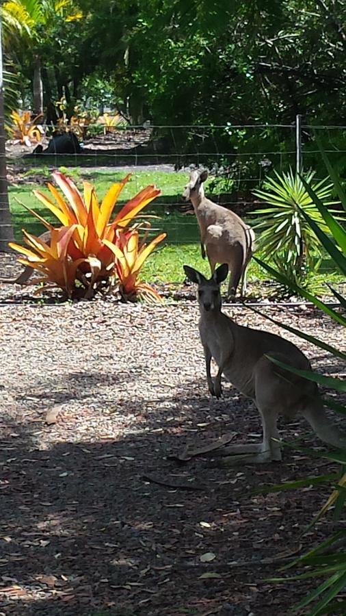 Bluegrass Bnb Bundaberg Kültér fotó