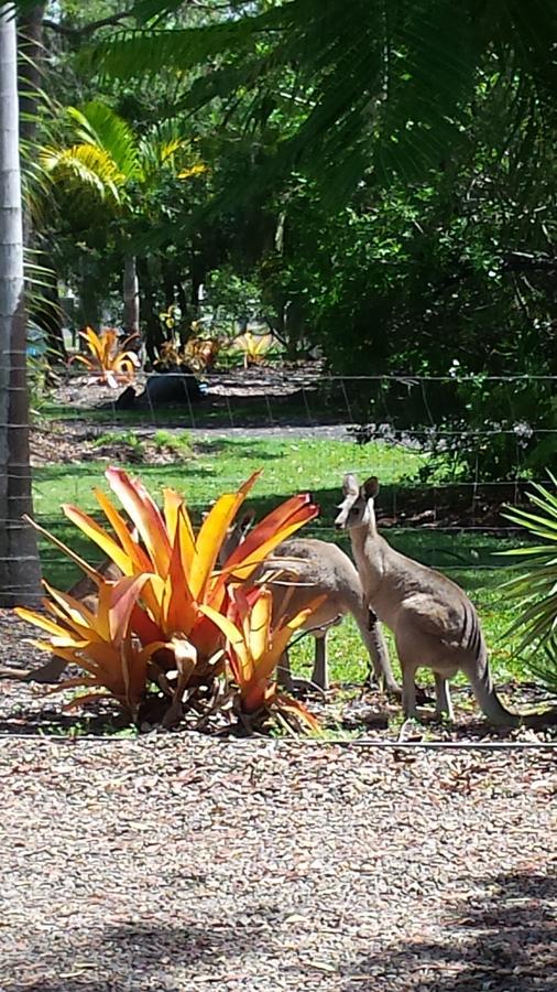 Bluegrass Bnb Bundaberg Kültér fotó